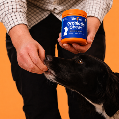 Snack Probiótico | Mejora bienestar de tu mascota